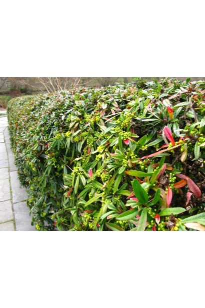 Барбарис вечнозеленый Юлиана невысокая живая изгородь